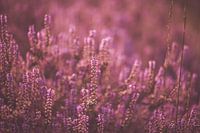 Heathland plants in bloom
