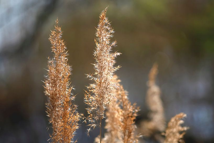Gräser am See von Thomas Jäger