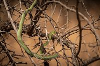 Nicht so gut getarnt