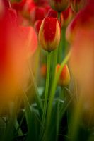 kleurrijke tulp midden in een veld