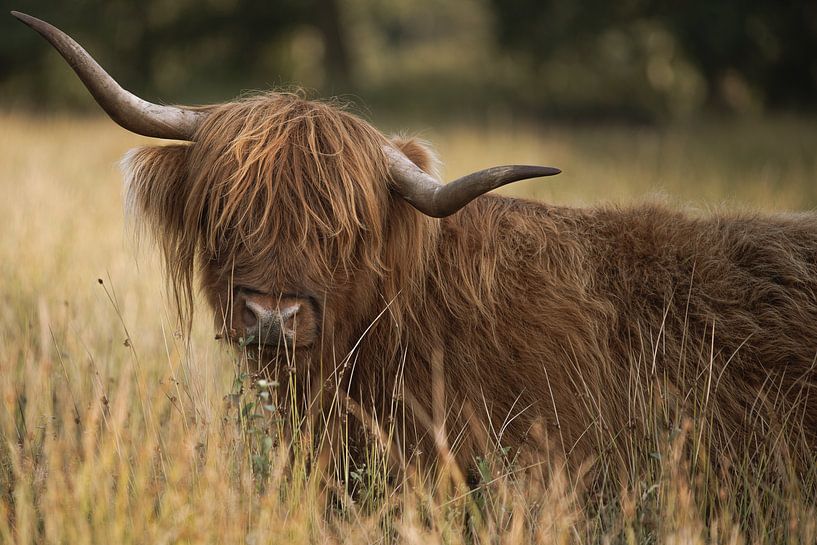 Highlander écossais sur la lande au coucher du soleil - Drents-Friese Wold par Jan Jongejan