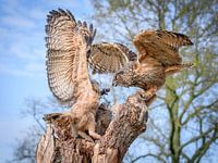eagle owl