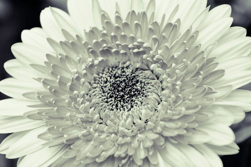 Dahlia Black and white by Stedom Fotografie