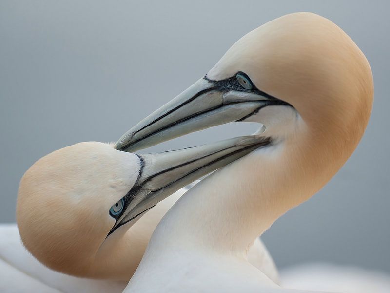 Jan van Genten von Bart Hardorff