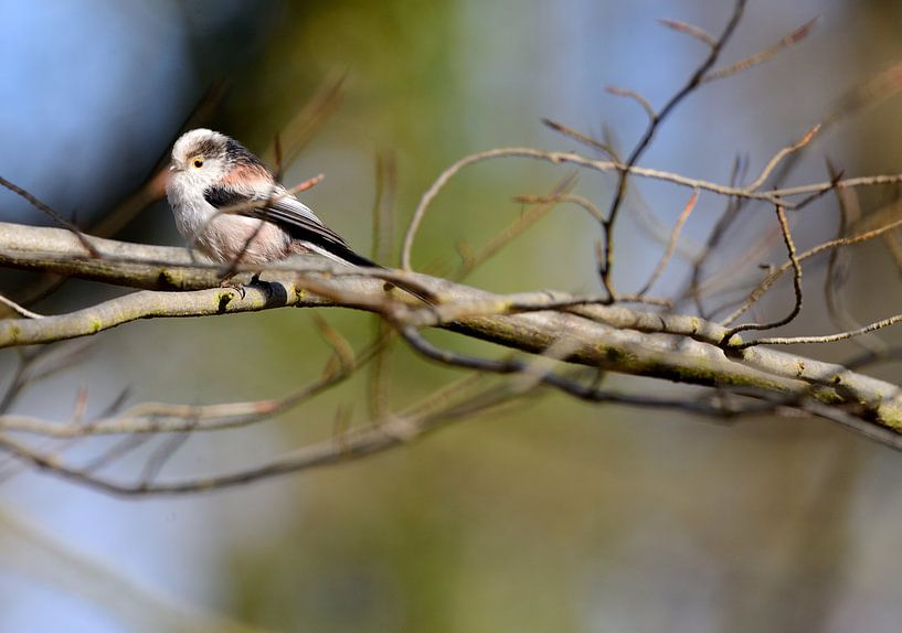 staartmeesje op tak von Petra De Jonge