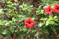 Hawaiianischer Hibiskus