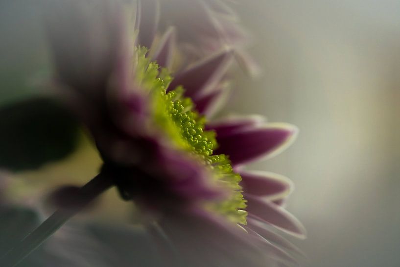 flower by Paquita Six