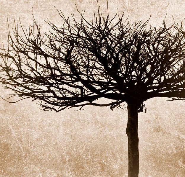 Naturschönheit - sepia Ton von Kirsten Warner