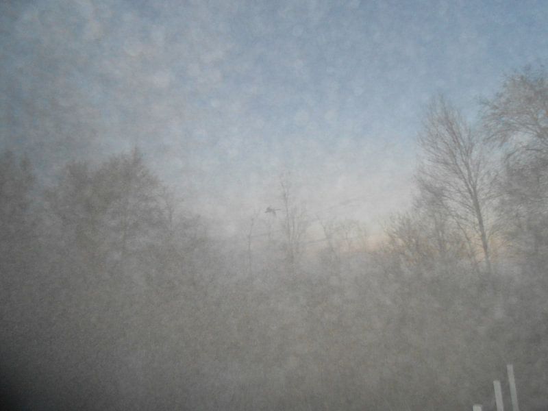 Brouillard par Sabine Trines