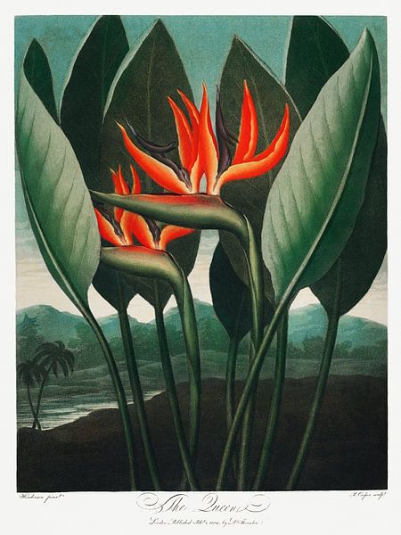 Robert John Thornton - Bird of Paradise Flower by Old Masters