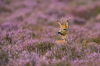 Roe Deer ( Capreolus capreolus ) in nice violett blooming heather