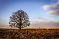 L'arbre sur la lande de Ginkel