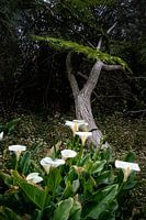 Lys blancs dans une forêt