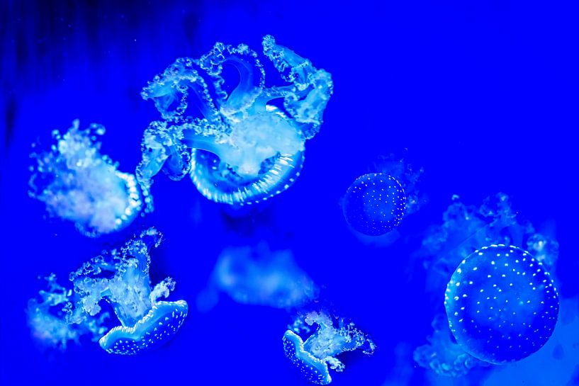 Mit dem Strom schwimmen, schwimmende Quallen von Rietje Bulthuis