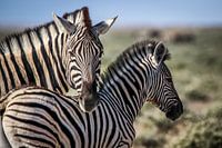 Schitterende Zebra's op Afrikaanse vlaktes