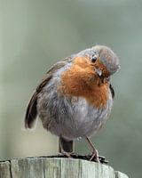 rouge-gorge agenouillé