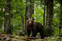 Un ours brun européen en Slovénie