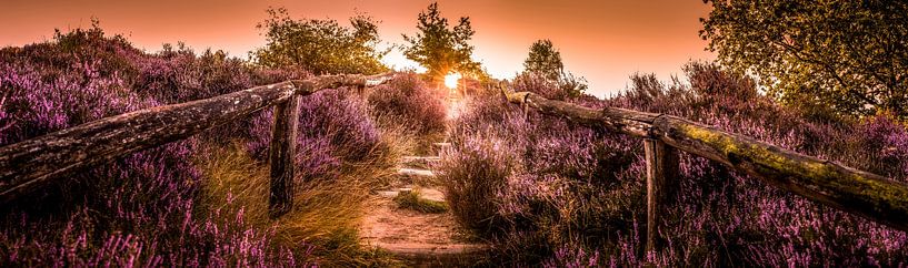 Sentier Posbank Veluwezoom par Martijn van Steenbergen