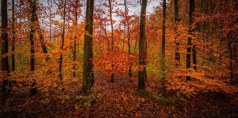 Buche im Herbst von peterheinspictures