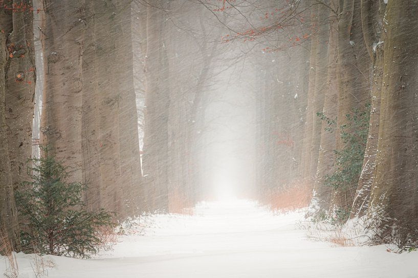 Winterlane von René Vierhuis