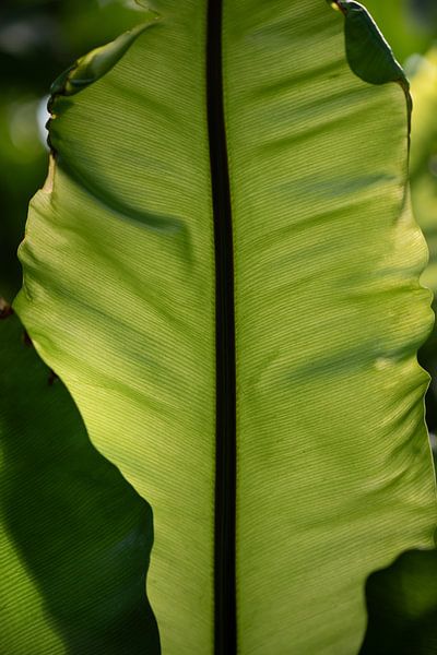 Grünes frisches Staudenblatt von Ulrike Leone