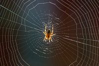 Spinne in ihrem Netz.