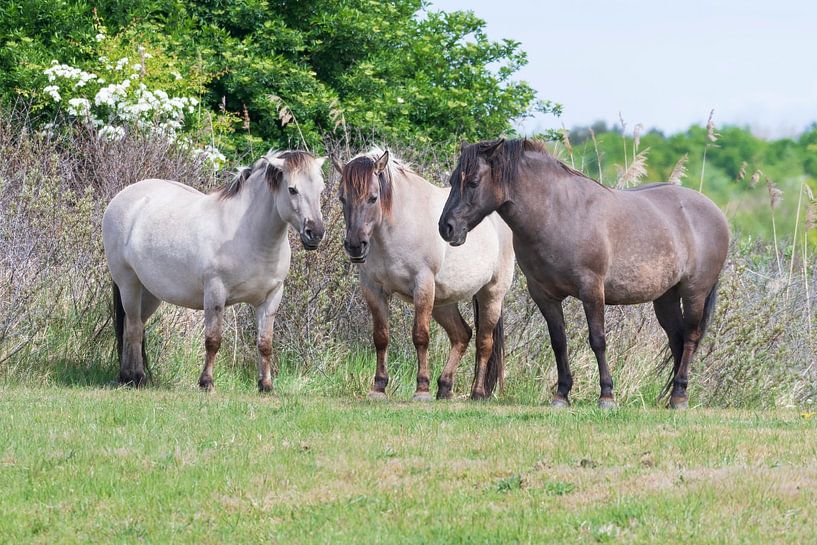 Konik horse in nature reserve Lentevreugd by Merijn Loch