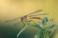 Dragonfly sitting on a nettle