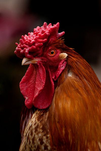 Een kip par Renate Peppenster