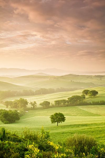 Single tree at sunrise, Tuscany, Italy by Markus Lange