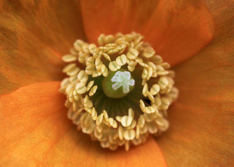 Orange flower by MSP Canvas