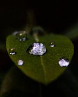 Goutte de pluie sur une feuille (Macro, vertical)