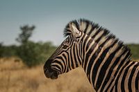 Photo portrait de zèbre dans le parc national d'Etosha