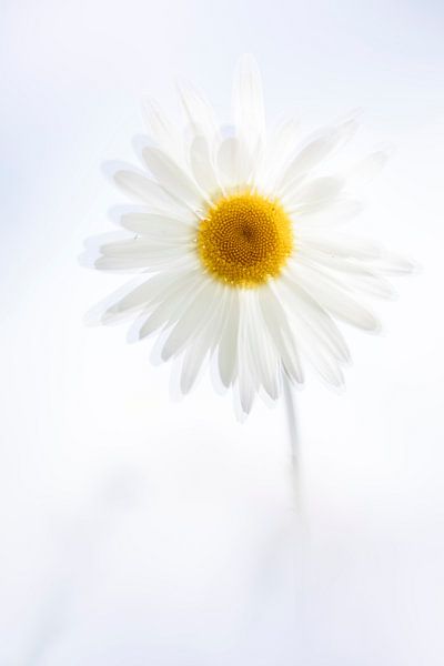 Gleams or sunshine by Bob Daalder