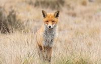 Fox on the Hoge Veluwe