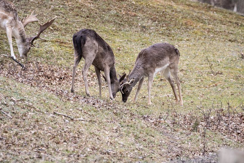 Jeunes daims gambadant par Louise Poortvliet