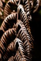 Elegy of the Fern