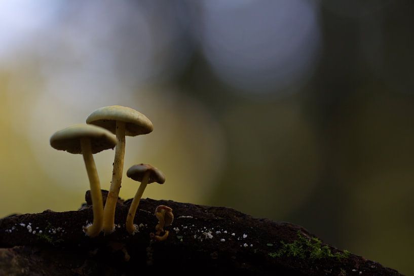 Porseleinzwammen by Dick Vermeij