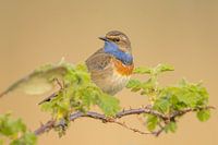 bluethroat between the greenery
