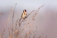 goldfinch sits on grasses
