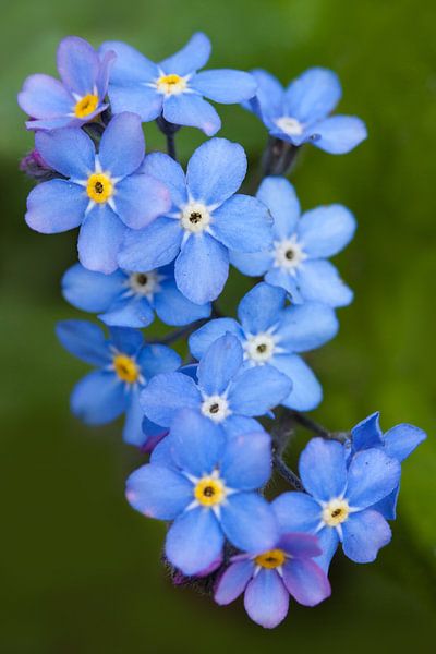 Forget-me-nots by Ada Zyborowicz