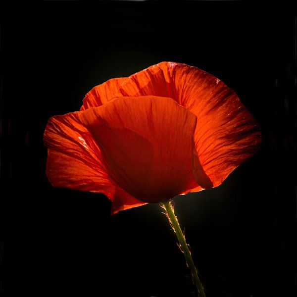 Poppy par Lex Scholten