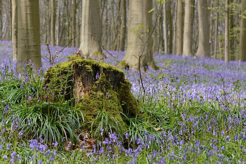Bluebells in the Haller forest by Barbara Brolsma