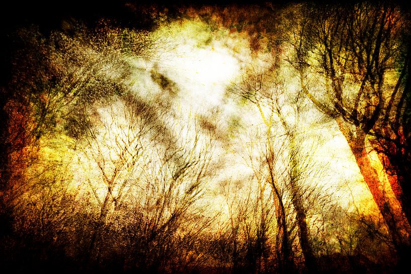 morning forest by Peter Baak