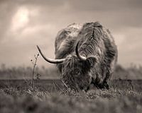 schottischer Highlander