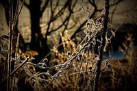 Bevroren Juweeltjes.