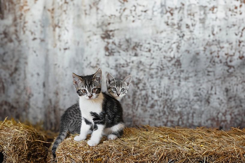 Old Barn with Playful Kittens: Innocent Joy in the Rustic Countryside by Elianne van Turennout