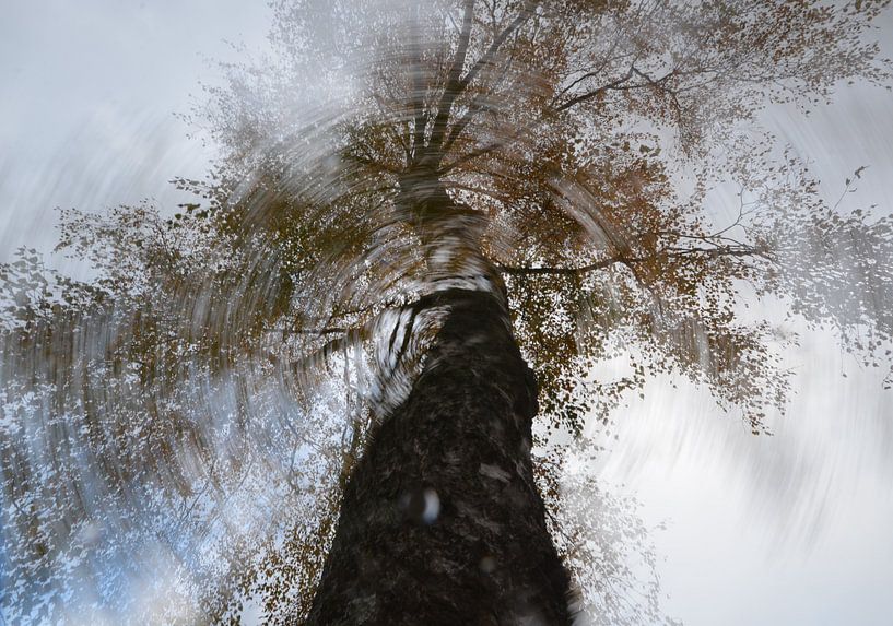 Berk in haar cyclus by Marian Steenbergen