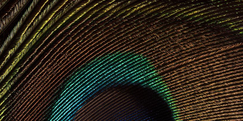 Panorama of a feather by Marjolijn van den Berg