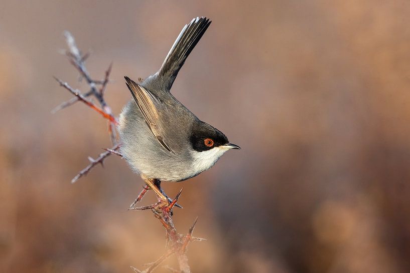 Samtkopf-Grasmücke, Sylvia melanocephala von Beschermingswerk voor aan uw muur